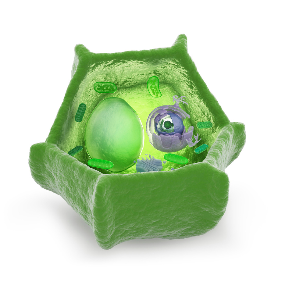 "Plant cell