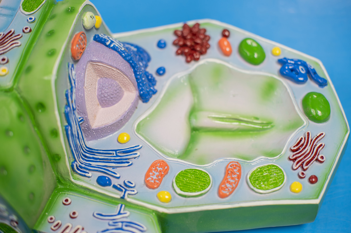 Model of plant cell in laboratory for education of biology.